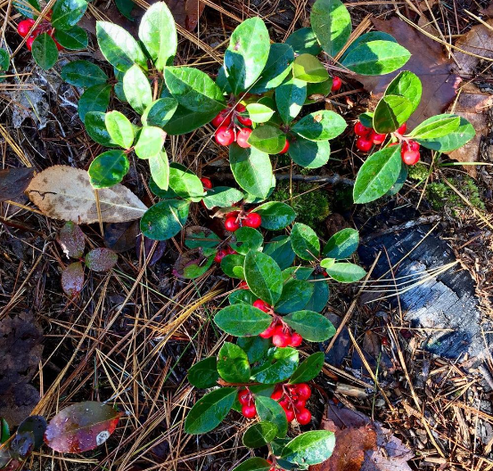 Are Wintergreen Plants in Alaska Edible