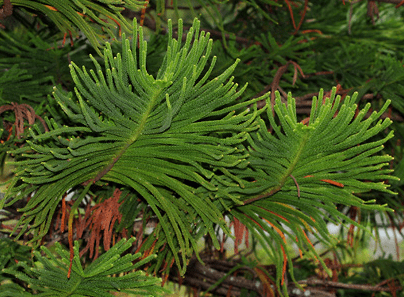 Benefits of Planting Skinny Pine Trees in Temecula