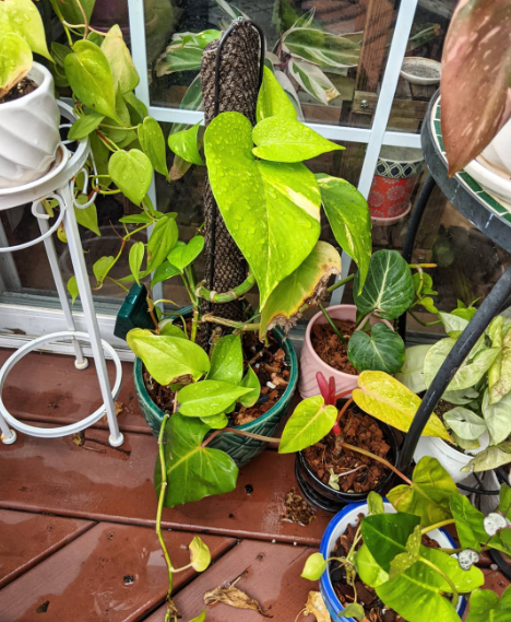 Benefits of Planting on a Lanai