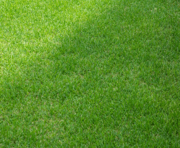 Can You Put Manure Over Grass Seed