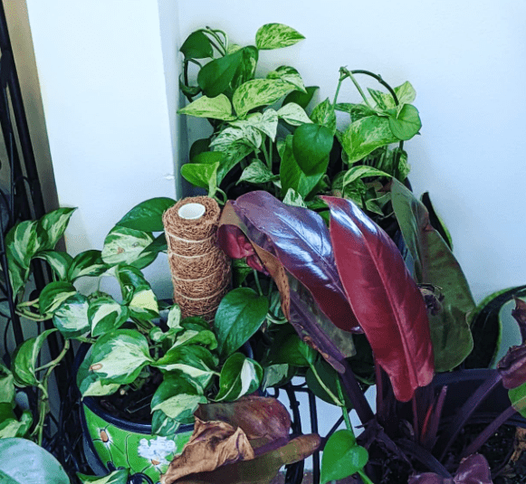Caring for Plant My Pothos on My Lanai
