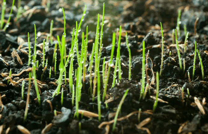 Disadvantages of Using Manure with Grass Seed