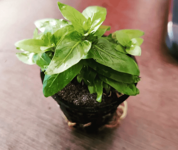 How to Replant Aquatic Plants