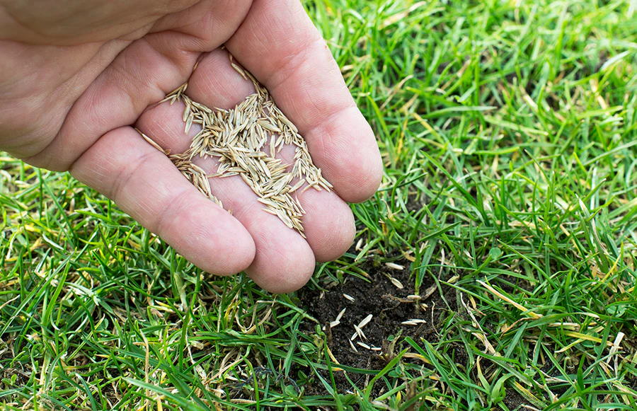 Plant Grass Seed with Manure