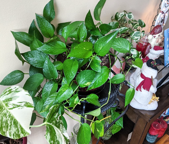 Plant My Pothos on My Lanai