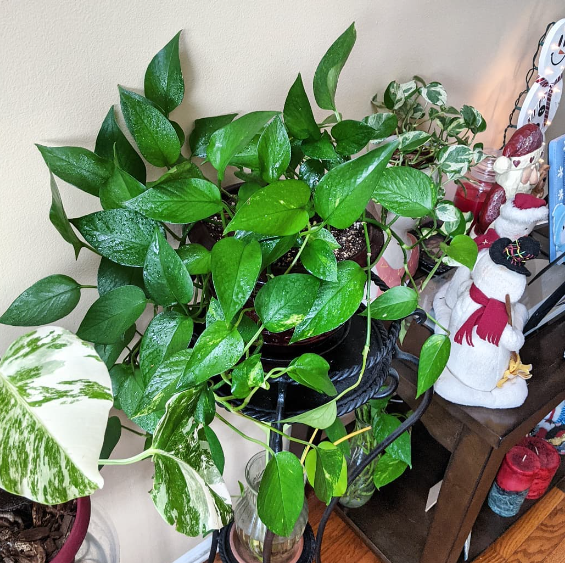 Plant My Pothos on My Lanai