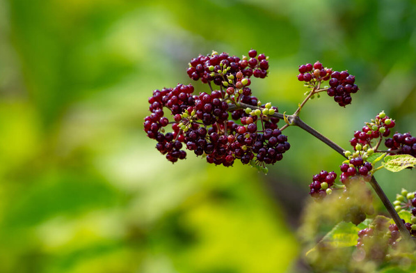 Plant Siberian Ginseng in Michigan