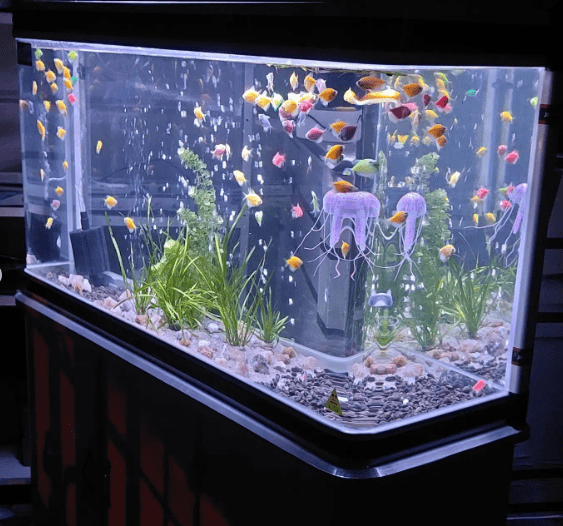 Planted Tanks