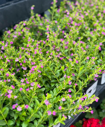 Propagating Mexican Heather Expanding Your Garden