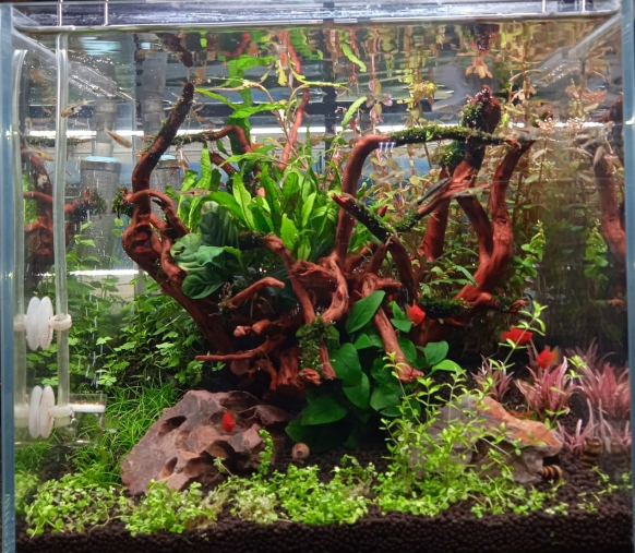 Replant Aquatic Plants