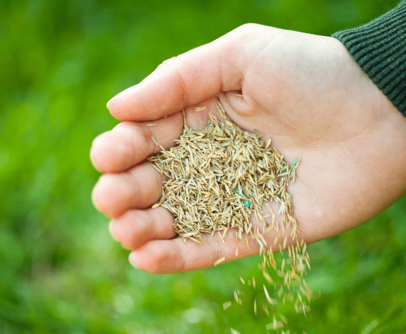 Steps for Planting Grass Seed with Manure
