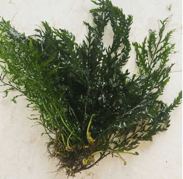 Tips for Successful Replanting