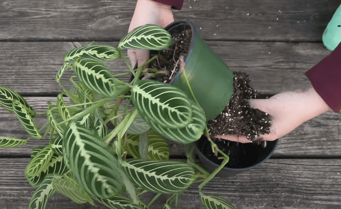 Tips for Successfully Growing Prayer Plants Outdoors