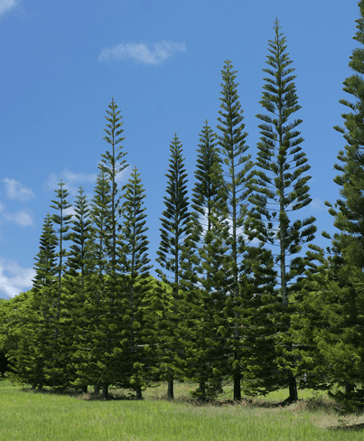Understanding Skinny Pine Trees