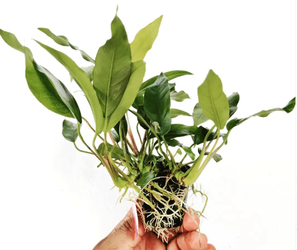 Why Replant Aquatic Plants
